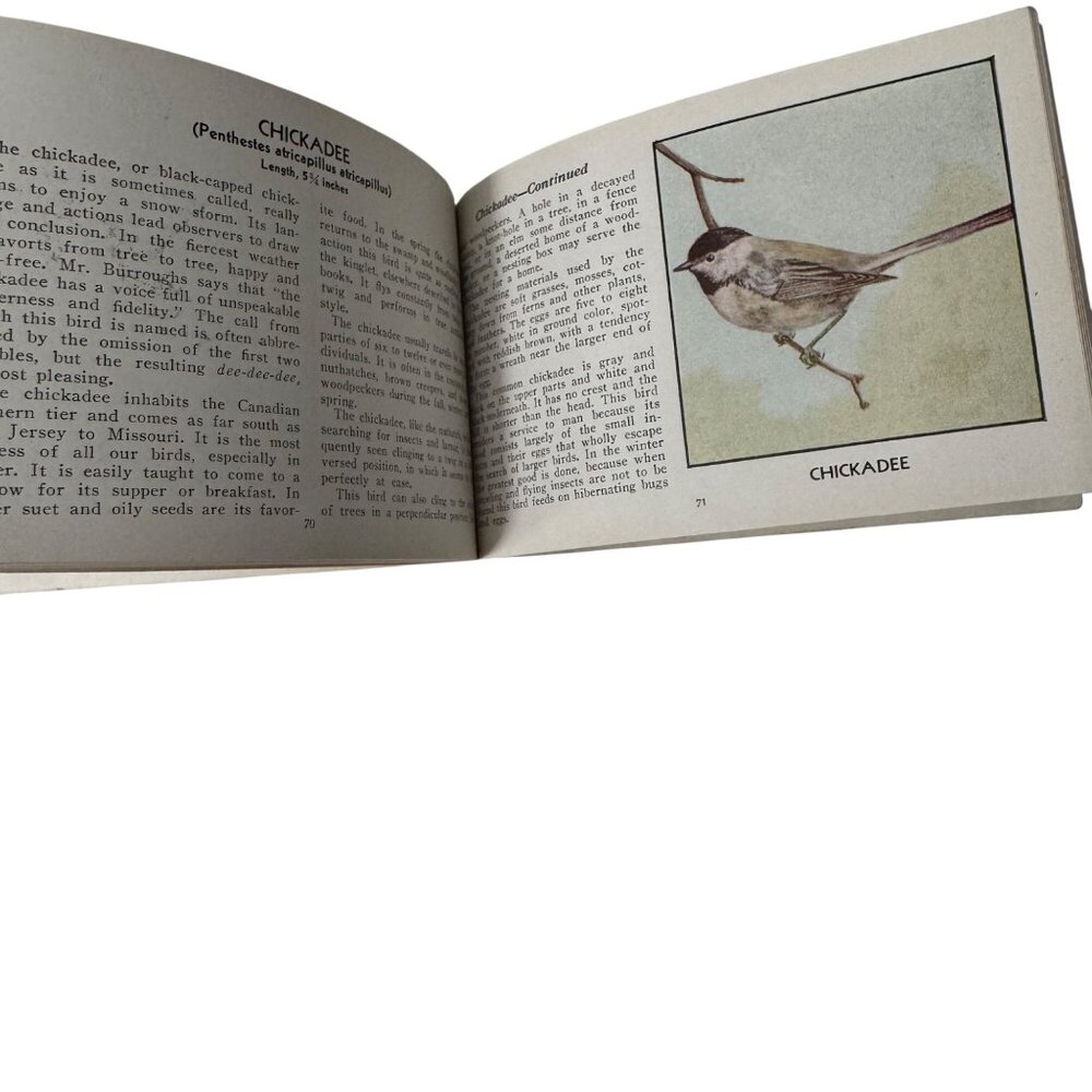Vintage 1931 "The Green Book Of Birds Of America" By Frank G. Ashbrook - Picture 13 of 16